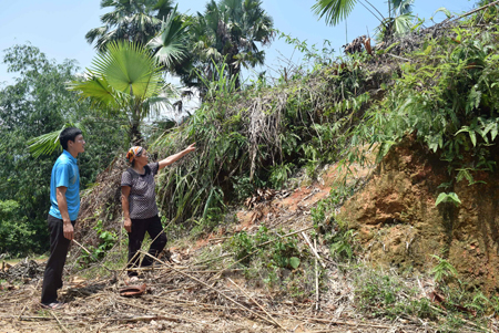 Bà Nguyễn Thị Đôi ở thôn 9, xã Động Quan đã chuẩn bị xong 2 ha đất đồi để trồng tre măng Bát độ theo kế hoạch đăng ký từ đầu năm 2016. 
